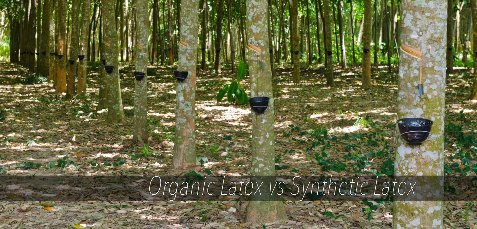 organic vs synthetic latex